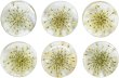 画像1: 足つきボタン ドライフラワー【アイボリー】6個入り 白 花【20mm】手芸 樹脂製 可愛い おしゃれ きらきらぷんぷん丸 B-1199 (1)