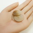 画像5: 4つ穴 クリアマットボタン【ベージュ】丸ボタン 樹脂 手芸 6個入 グラデーション【25mm】きらきらぷんぷん丸 B-1426 (5)