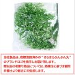 画像6: フェイクグリーン 造花 観葉植物 約80cm 【ホワイト】 白 インテリア 雑貨 人工 水やり不要 ハンギング 吊り下げ・壁掛けにも きらきらぷんぷん丸 GRDN-010 (6)